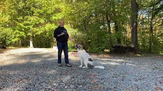 Anatolian Shepherd Great Pyrenees Puppy Training Lake Wylie South Carolina - Oreo