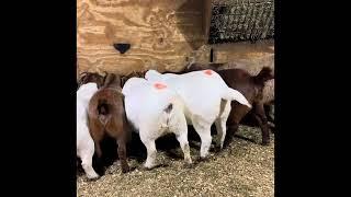 Young Girls Eating Dinner