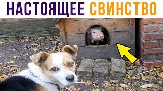 Настоящее СВИНСТВО) Приколы | Мемозг #497