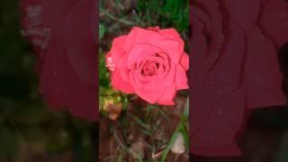 Beautiful roses from my home garden #momsmagichand #homegarden #nature #flowerstagram #florallove