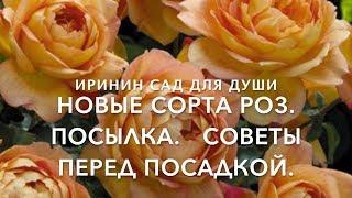 НОВЫЕ СОРТА РОЗ.//Посылка// Советы перед посадкой.