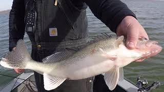 December jigging walleye and white bass at Harlan resevoir