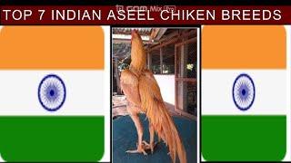 Top 7 Aseel Chicken Breeds In India #aseelmurga #aseel_chicks