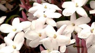 Jasmine Vine Care : Gardening Tips