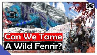 Can We Tame A Wild Fenrir? | S14 Ep 10 | ARK: Fjordur