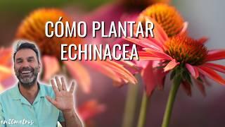 #ECHINACEA PURPUREA: beneficios de la planta y cómo cultivar equinaceas || en20metros