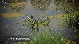 Glen Iris wetlands