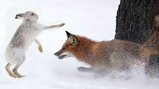 This is what Red Fox can do! Catches Rabbits and fights the Lynxes!