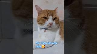 My Oyen cat#shorts#mycat#oyen#catlover#hiphop#catvideos#cutecats#funnycats#funnypet#kucing#cats