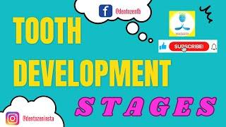 Morphological Stages of Tooth Development | Stages of Tooth Development  ( ) | Tooth Germ