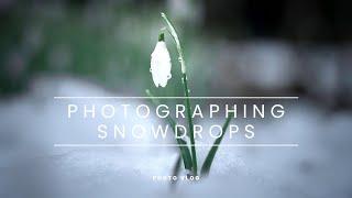 Photographing snowdrops in the Scottish Highlands