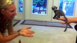 Baby Lemur at Play