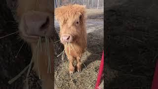 Thinking bout highlands #highland #highlandcow #minicow #cow #pets #farmanimals #farmlife #minifarm
