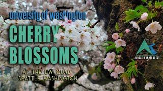 Cherry Blossoms | Full Bloom Picture Perfect Experience | University of Washington | At the Quad