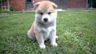 Akita Inu puppy