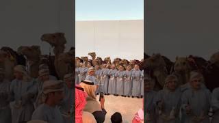 Camels are given great respect in Dubai#shortsvideo