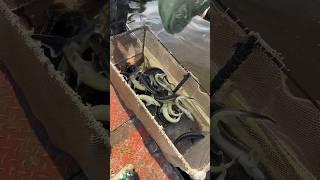 Рпм русского осетра в продаже #shortvideo #белугафиш #осетроваяферма