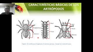 Introducción a la Entomología