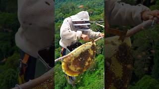 He risked it all for one taste of wild honey.. #honeyhunt #bees #wildhoney #beehive
