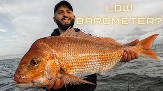 Can you Catch SNAPPER on a LOW BAROMETER? - PPB BRUTES!