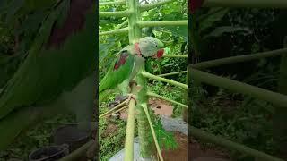 a mithu ️ #parrot #talkingparot #birds #nonstoptalkingparrot #talkingparrot #cute #mithukibatain