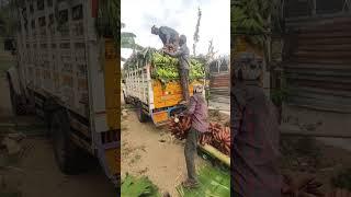 18.06.2025 #Today load #From Sathyamangalam to Valliur, Thirunelaveli #SBS Banana #Ninjacart