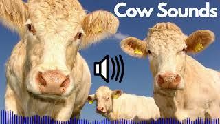 Cow Sound Effects (Moo) | No Copyright