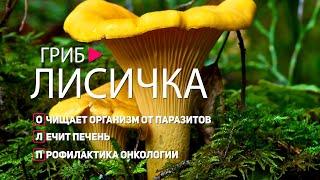 ГРИБЫ ЛИСИЧКИ – КАК ЛУЧШЕ ИСПОЛЬЗОВАТЬ ДЛЯ ЛЕЧЕНИЯ. ПОЛЕЗНЫЕ СВОЙСТВА ГРИБА. СЕКРЕТЫ ДОЛГОЛЕТИЯ