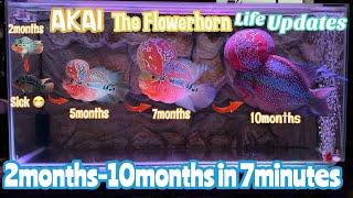 AKAI The Flowerhorn Life Story | AKAI The Flowerhorn