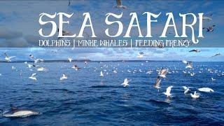 YA BABY | A SEA SAFARI | Dolphins, Minke Whales | Feeding Frenzy, Cork, Ireland | Wild Atlantic Way