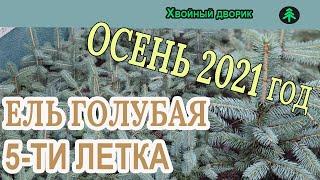 Ель голубая 5-ти летка Обзор интернет-магазина питомника "Хвойный дворик"