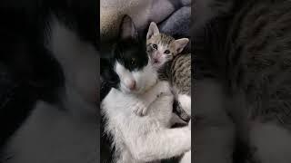 Leo with family #leo #cat #kitten #faimly_vlog