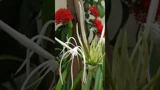 most beautiful different flowering plant||Civil gardening ||#trending #youtubeshorts #shorts