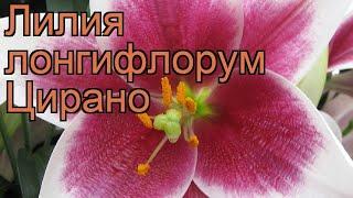 Лилия лонгифлорум Цирано (lilium longiflorum cyrano)  обзор: как сажать, луковицы лилии Цирано