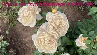 Роза Лионс Роуз (Lions Rose) флорибунда- первогодка Kordes, 2021