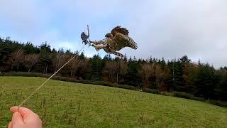 Falconry Goshawking Crows