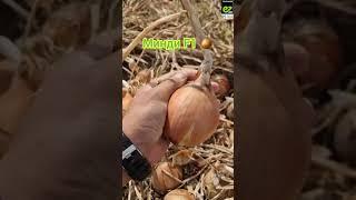 Минди F1 