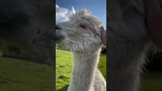 Alpaca Love ️