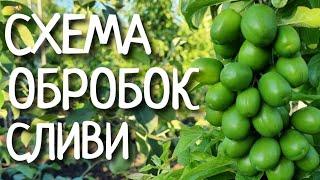 ЗАХИСТ ДИПЛОІДНОЇ СЛИВИ / БОРОТЬБА З ХВОРОБАМИ І ШКІДНИКАМИ