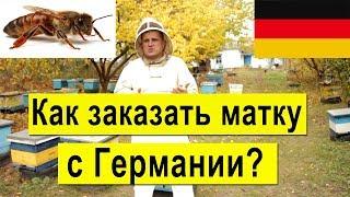 Как заказать матку с Германии? Карника, Бакфаст, Итальянка, осмотр племенных пчелосемьей на пасеке