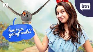 Animal Communication - Behind the News