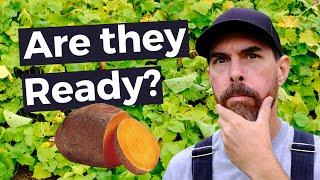 HOW DO YOU KNOW WHEN SWEET POTATOES ARE READY TO HARVEST?