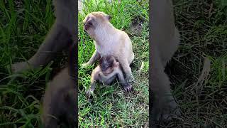 so cute all of them    #monkey #bae3 #icy #shorts #animals #wildlife #life #babymonkey #usa