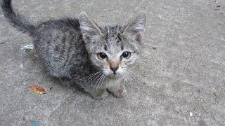 Someone abandoned two kittens and brought them to my yard