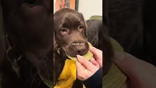 Labrador thief  #puppy #retreiver #dog #labrador #labradorretriever #funny #dogmom