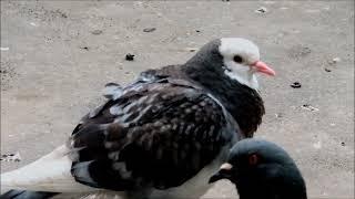 Голубка Белоголовка (Pretty White-head Dove)