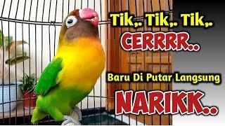 DI PANCING SUARA BURUNG LOVEBIRD NGEKEK PANJANG INI, JANGAN HERAN LOVEBIRD APAPUN PASTI NYAUT