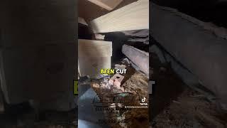 Structural work under your house requires a professional! #reels #crawlspace #foryou #crawlspaceguy