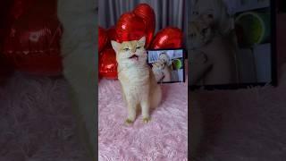 The best valentine's day with my cat #cat #cats