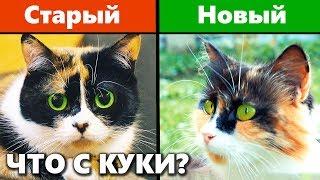 Сливки Шоу ЗАВЕЛ НОВОГО КОТА? Что с Куки? Ивангай потерял первое место на ютубе